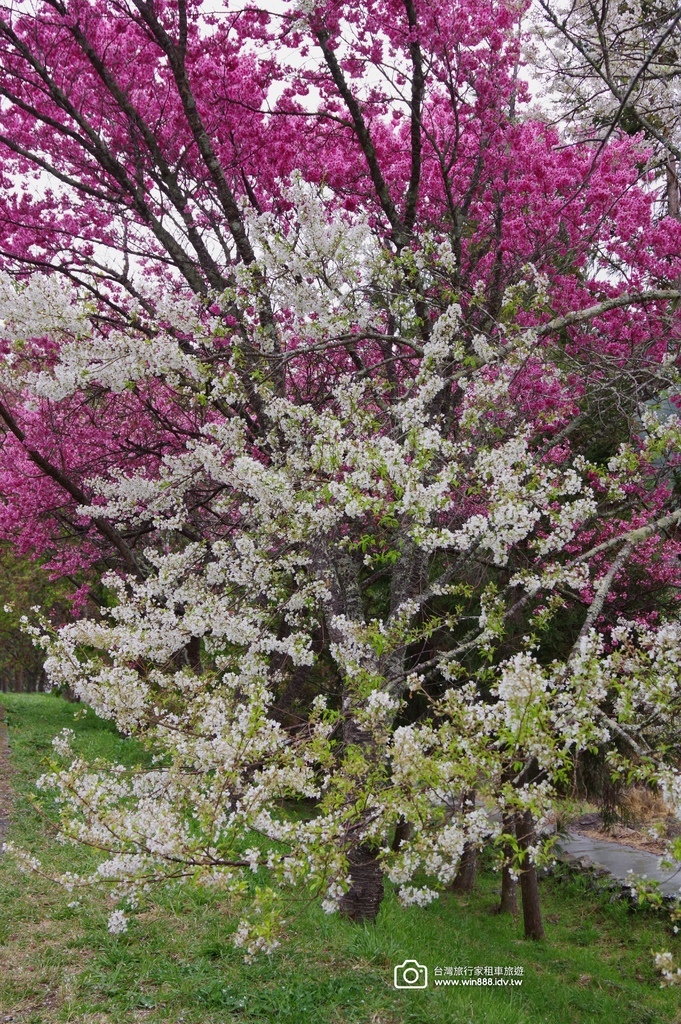 2024 0301 宜蘭到武陵農場賞櫻花，雲海，花海，都見到