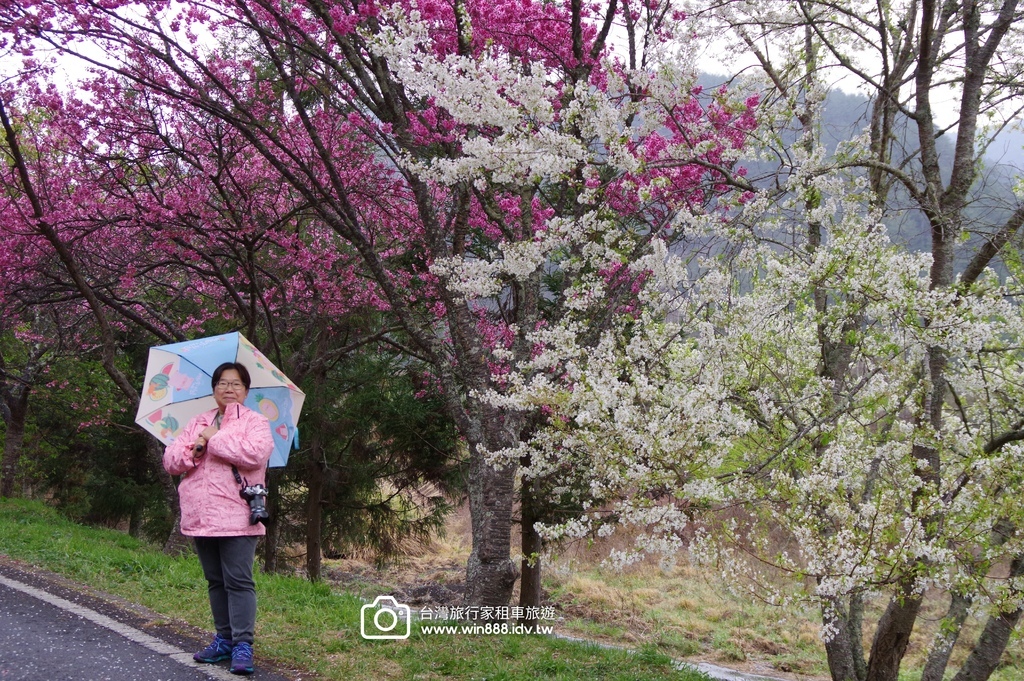 2024 0301 宜蘭到武陵農場賞櫻花，雲海，花海，都見到