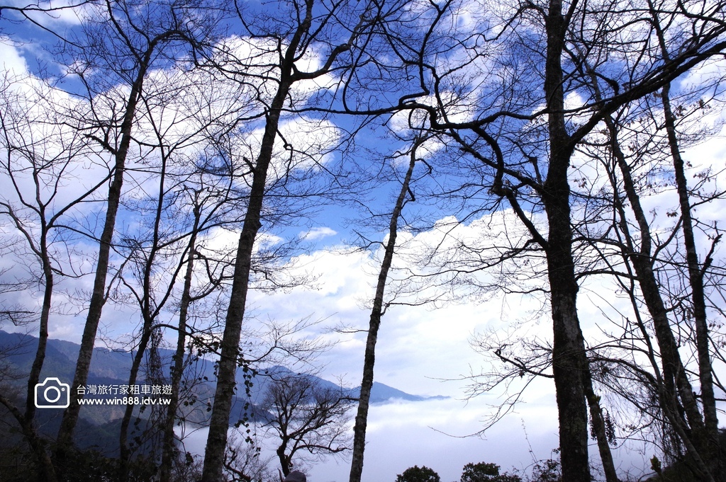 2024 0301 宜蘭到武陵農場賞櫻花，雲海，花海，都見到