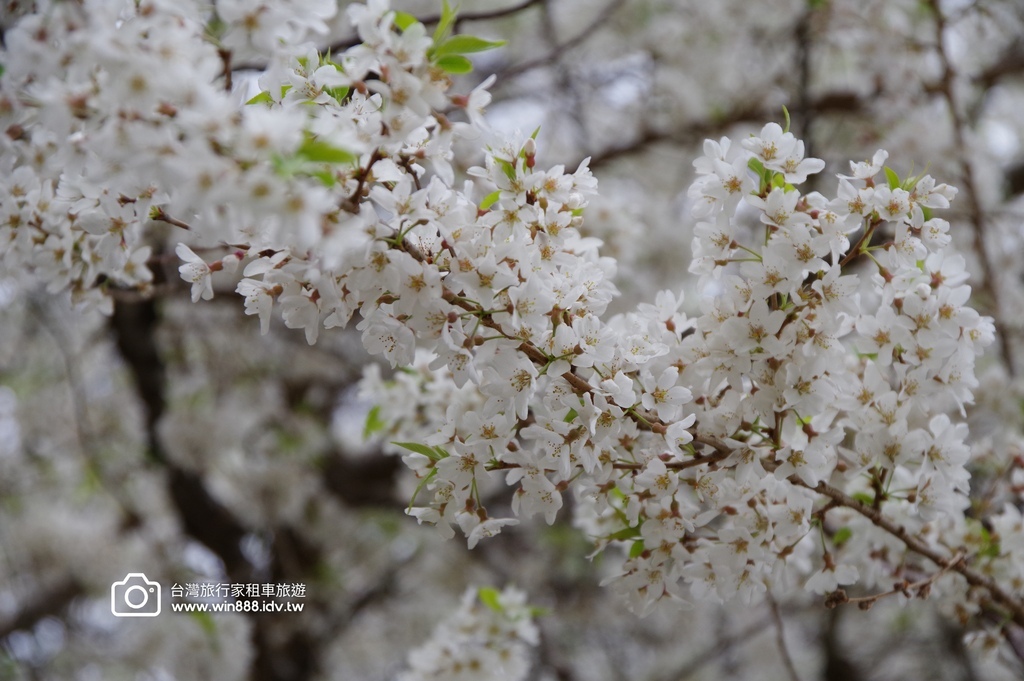 2024 0301 宜蘭到武陵農場賞櫻花，雲海，花海，都見到