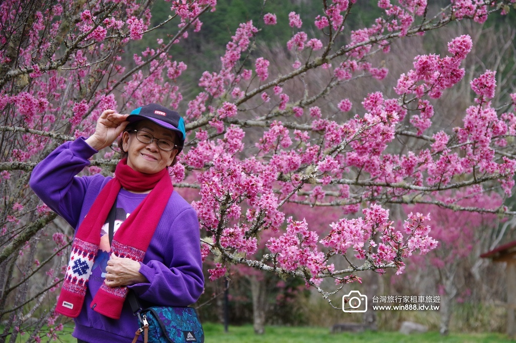 2024 0301 宜蘭到武陵農場賞櫻花，雲海，花海，都見到
