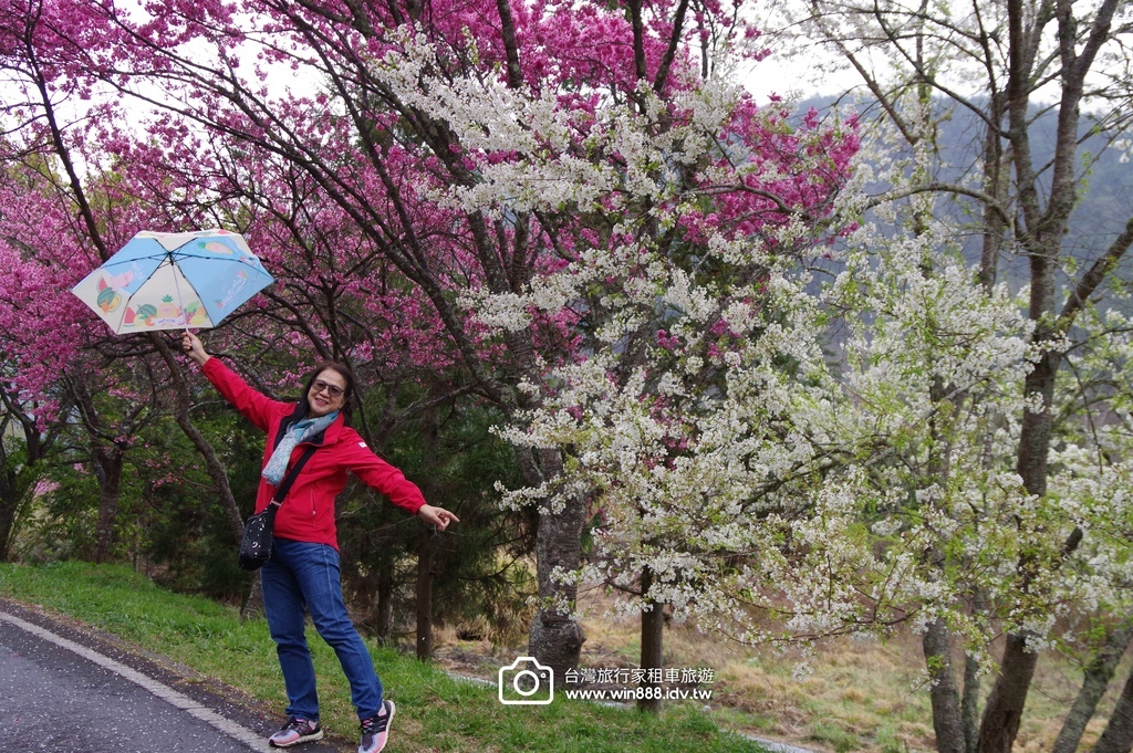 2024 0301 宜蘭到武陵農場賞櫻花，雲海，花海，都見到