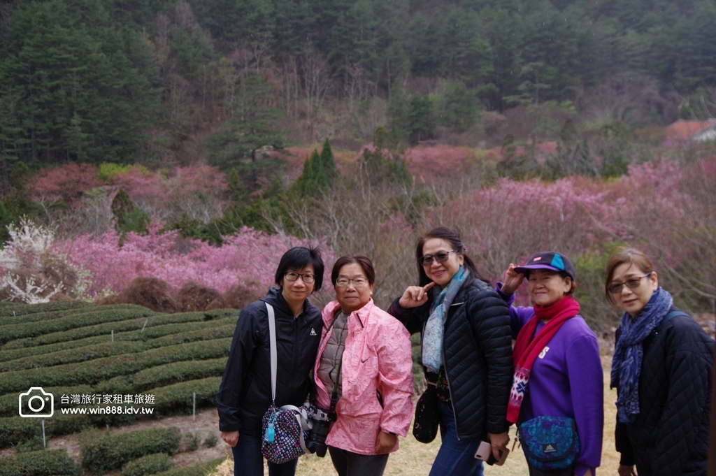 2024 0301 宜蘭到武陵農場賞櫻花，雲海，花海，都見到