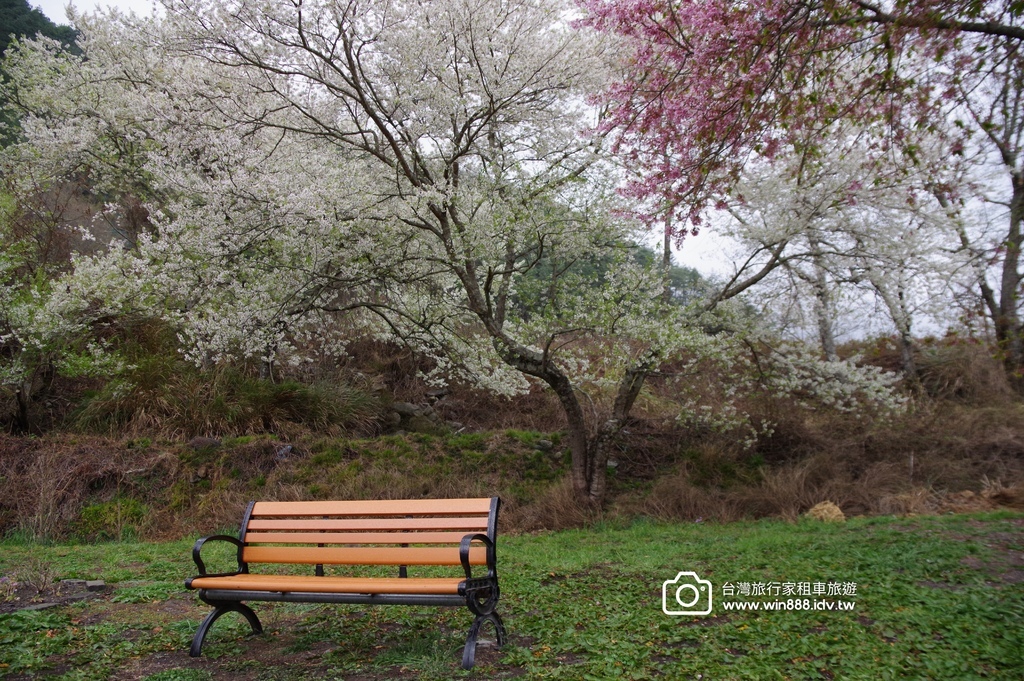 2024 0301 宜蘭到武陵農場賞櫻花，雲海，花海，都見到