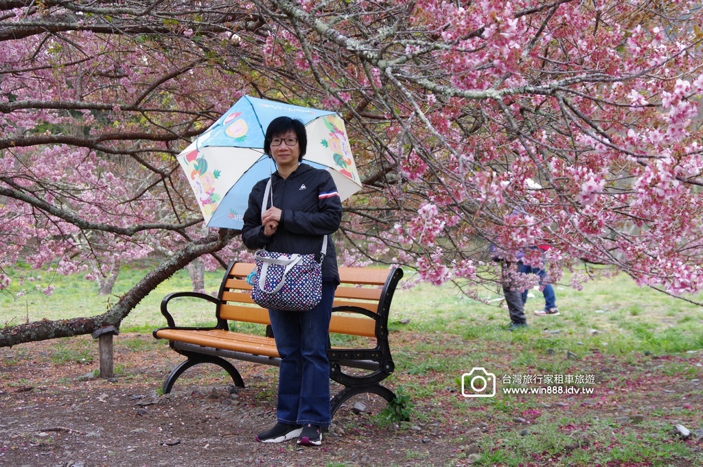 2024 0301 宜蘭到武陵農場賞櫻花，雲海，花海，都見到