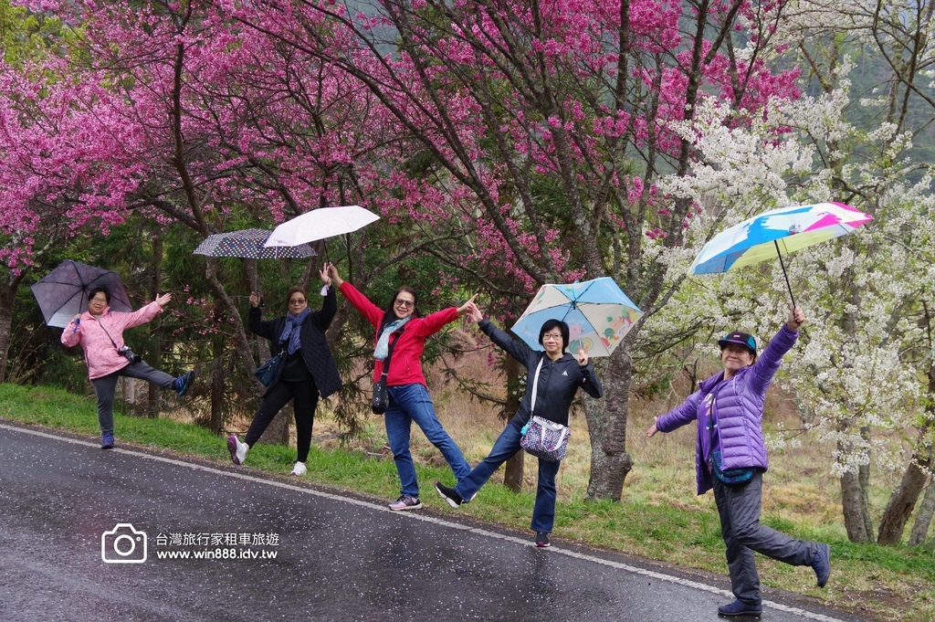 2024 0301 宜蘭到武陵農場賞櫻花，雲海，花海，都見到