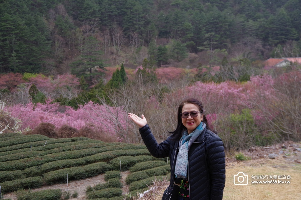 2024 0301 宜蘭到武陵農場賞櫻花，雲海，花海，都見到