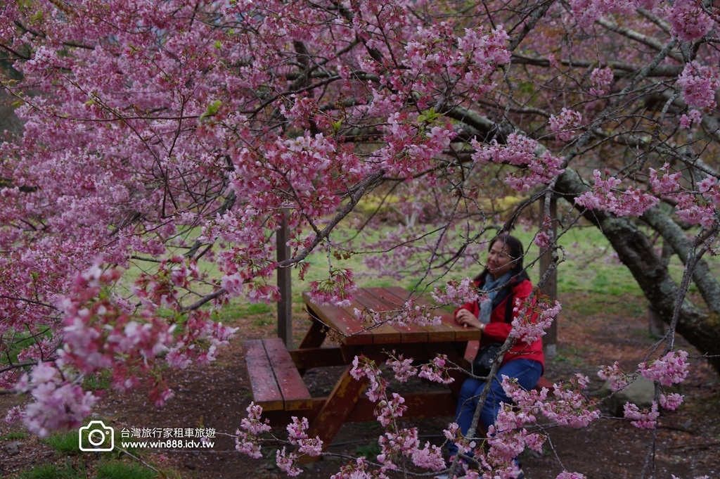 2024 0301 宜蘭到武陵農場賞櫻花，雲海，花海，都見到