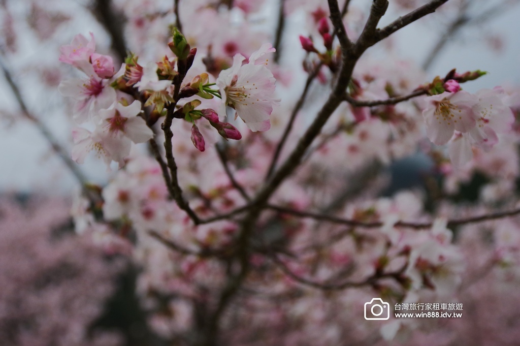 2024 0301 宜蘭到武陵農場賞櫻花，雲海，花海，都見到