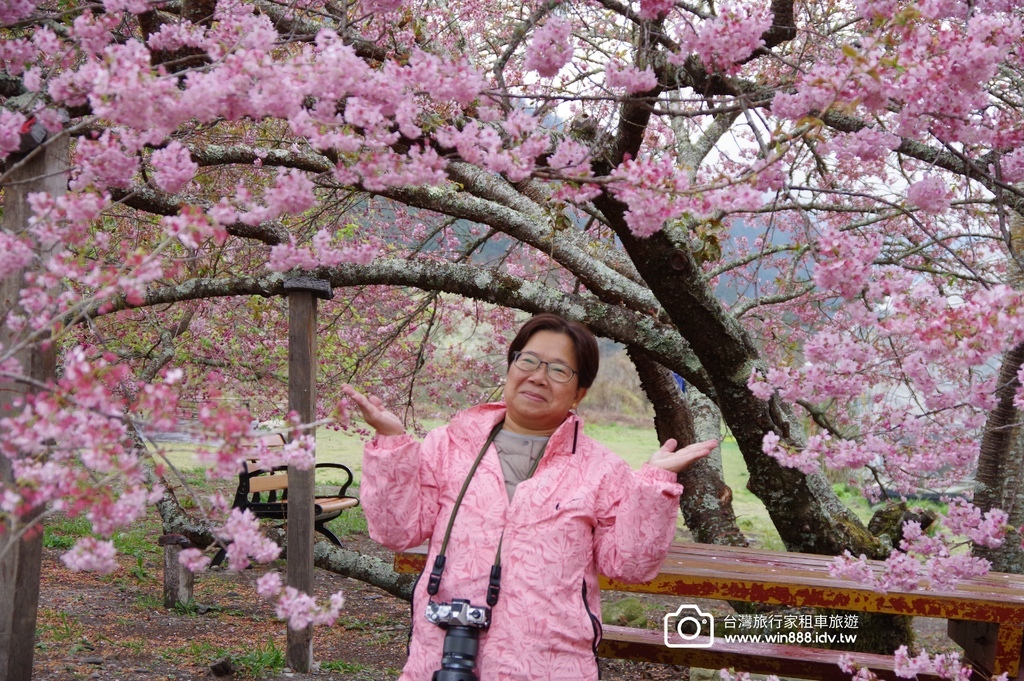 2024 0301 宜蘭到武陵農場賞櫻花，雲海，花海，都見到