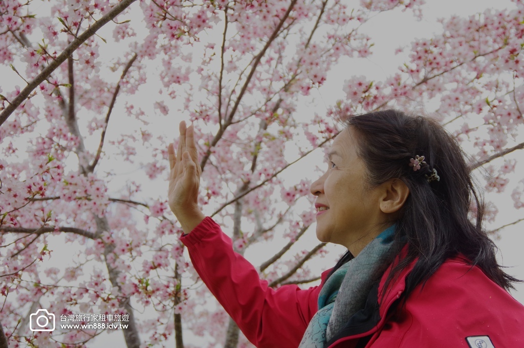 2024 0301 宜蘭到武陵農場賞櫻花，雲海，花海，都見到