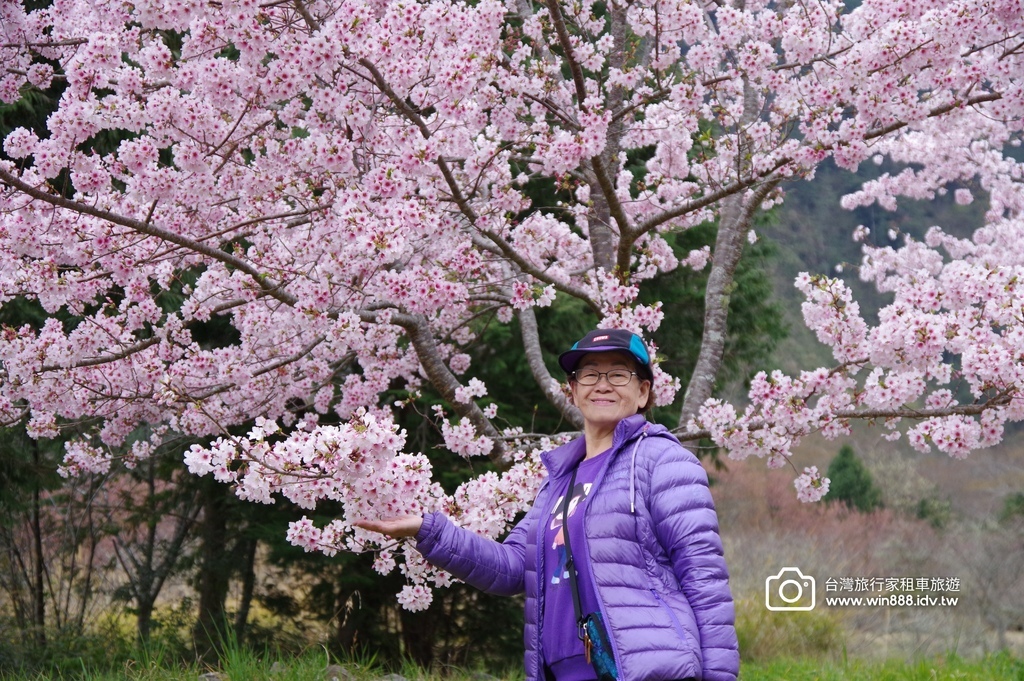 2024 0301 宜蘭到武陵農場賞櫻花，雲海，花海，都見到