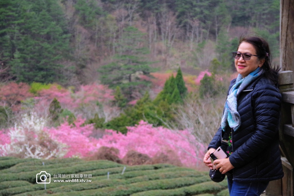 2024 0301 宜蘭到武陵農場賞櫻花，雲海，花海，都見到