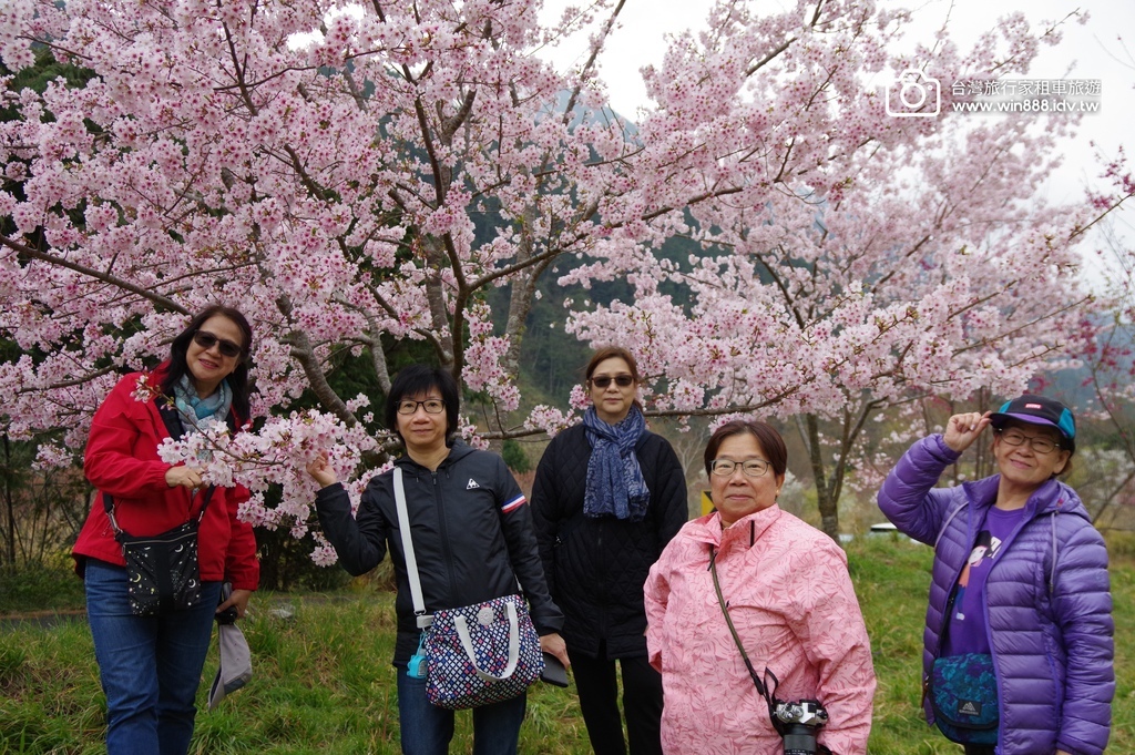 2024 0301 宜蘭到武陵農場賞櫻花，雲海，花海，都見到