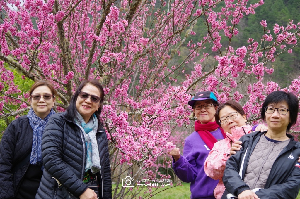 2024 0301 宜蘭到武陵農場賞櫻花，雲海，花海，都見到