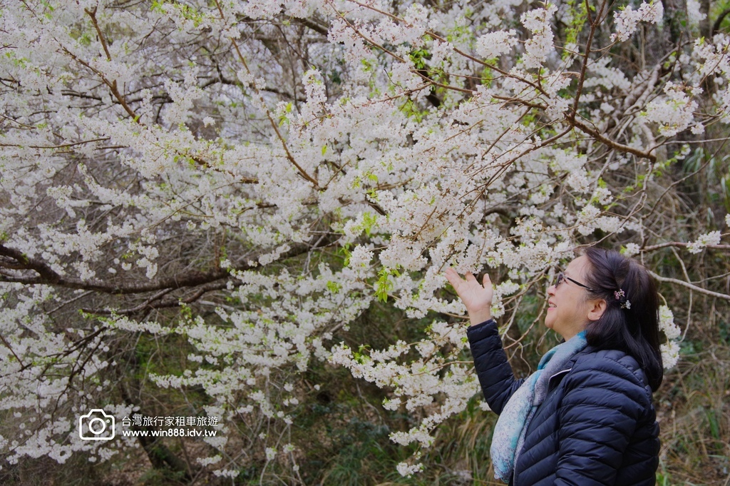 2024 0301 宜蘭到武陵農場賞櫻花，雲海，花海，都見到