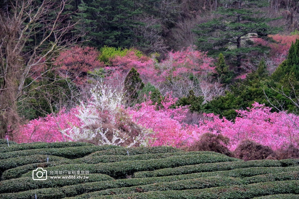 2024 0301 宜蘭到武陵農場賞櫻花，雲海，花海，都見到