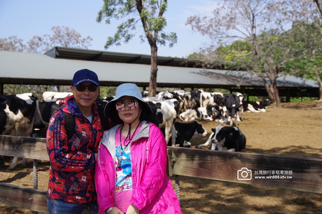 2024 0319 彰化包車旅遊，美麗的花園，乳牛牧場，鮮奶