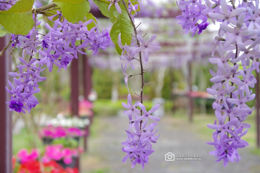 2024 0319 彰化包車旅遊，美麗的花園，乳牛牧場，鮮奶