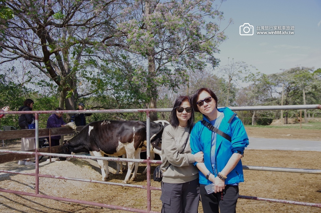 2024 0319 彰化包車旅遊，美麗的花園，乳牛牧場，鮮奶