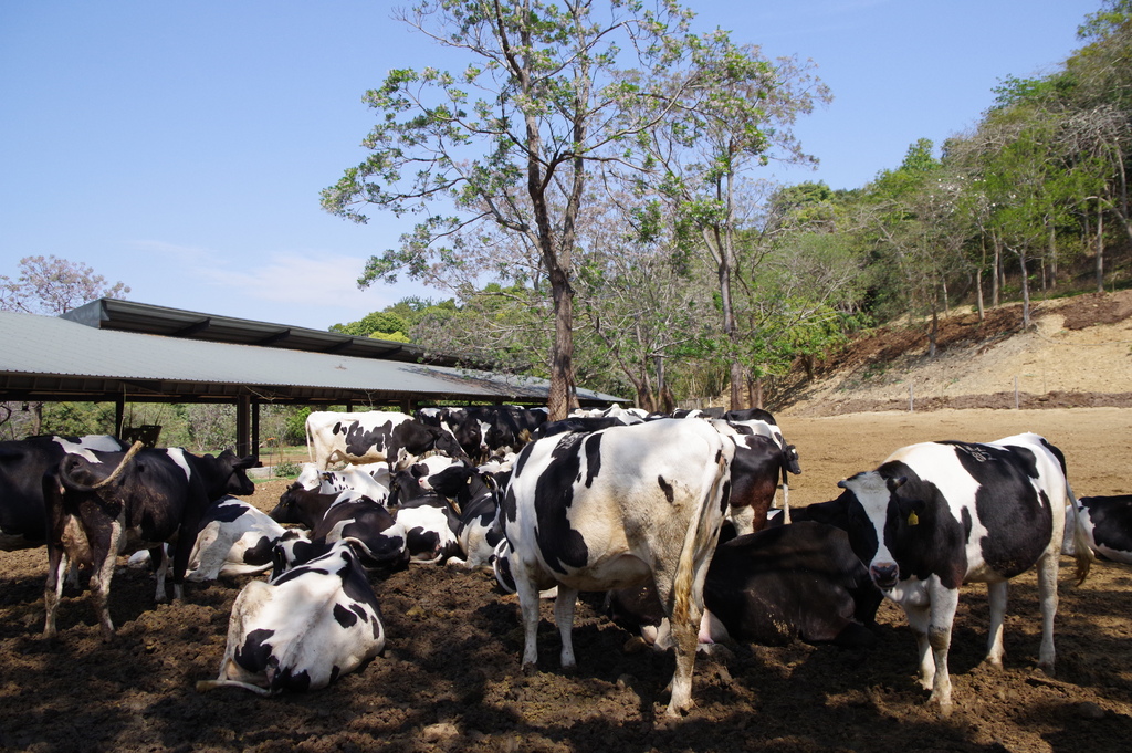 2024 0319 彰化包車旅遊，美麗的花園，乳牛牧場，鮮奶