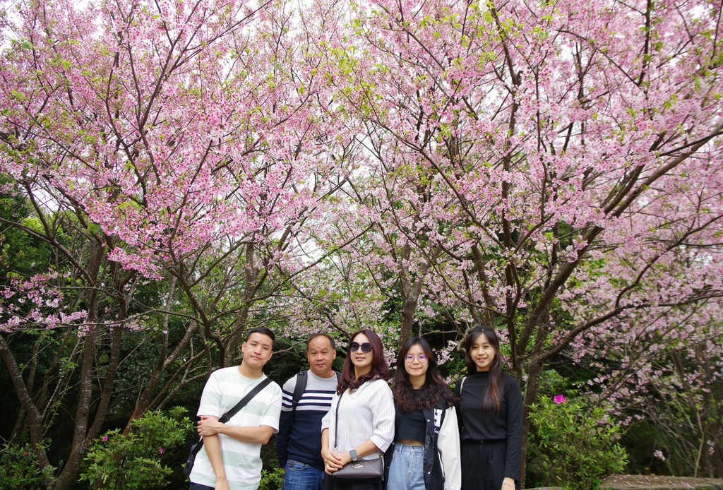 2024 0329 陽明山國家公園，竹子湖海芋，大草原，淡水