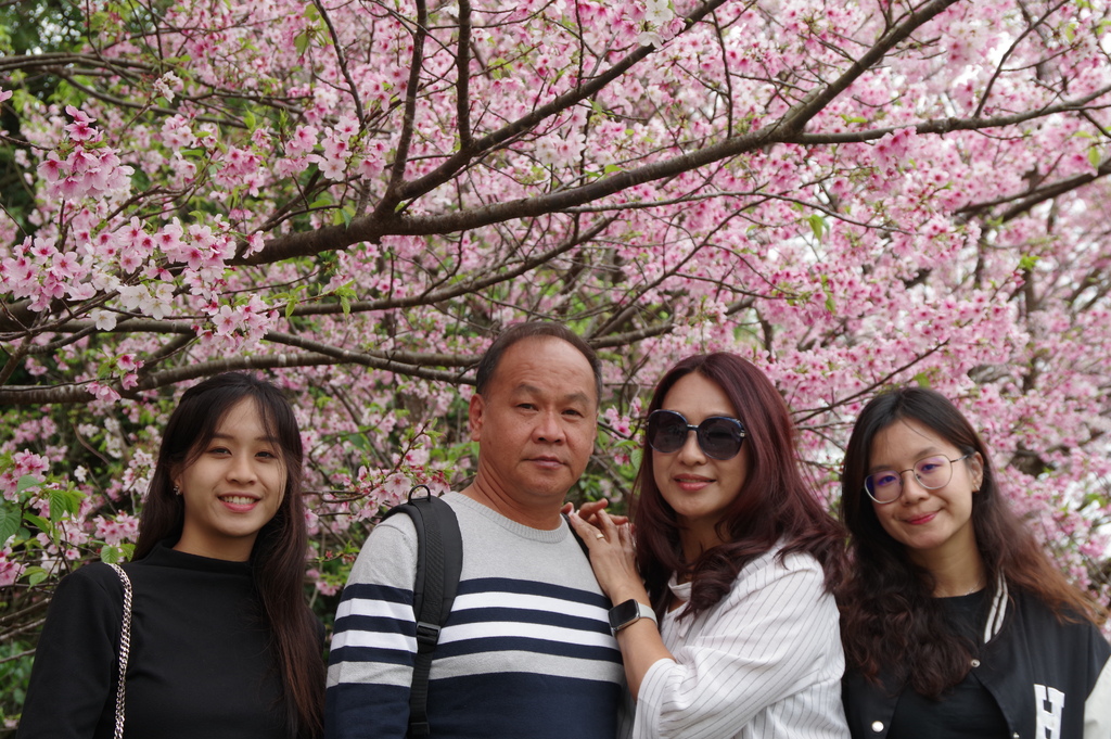 2024 0329 陽明山國家公園，竹子湖海芋，大草原，淡水