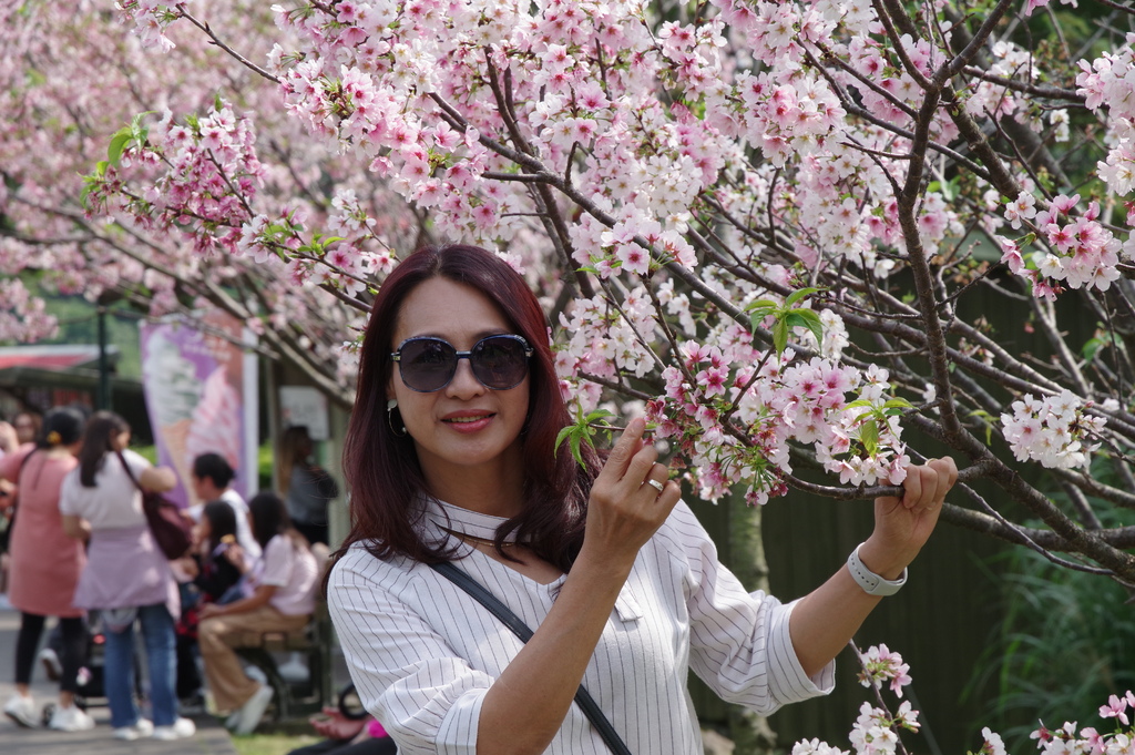 2024 0329 陽明山國家公園，竹子湖海芋，大草原，淡水