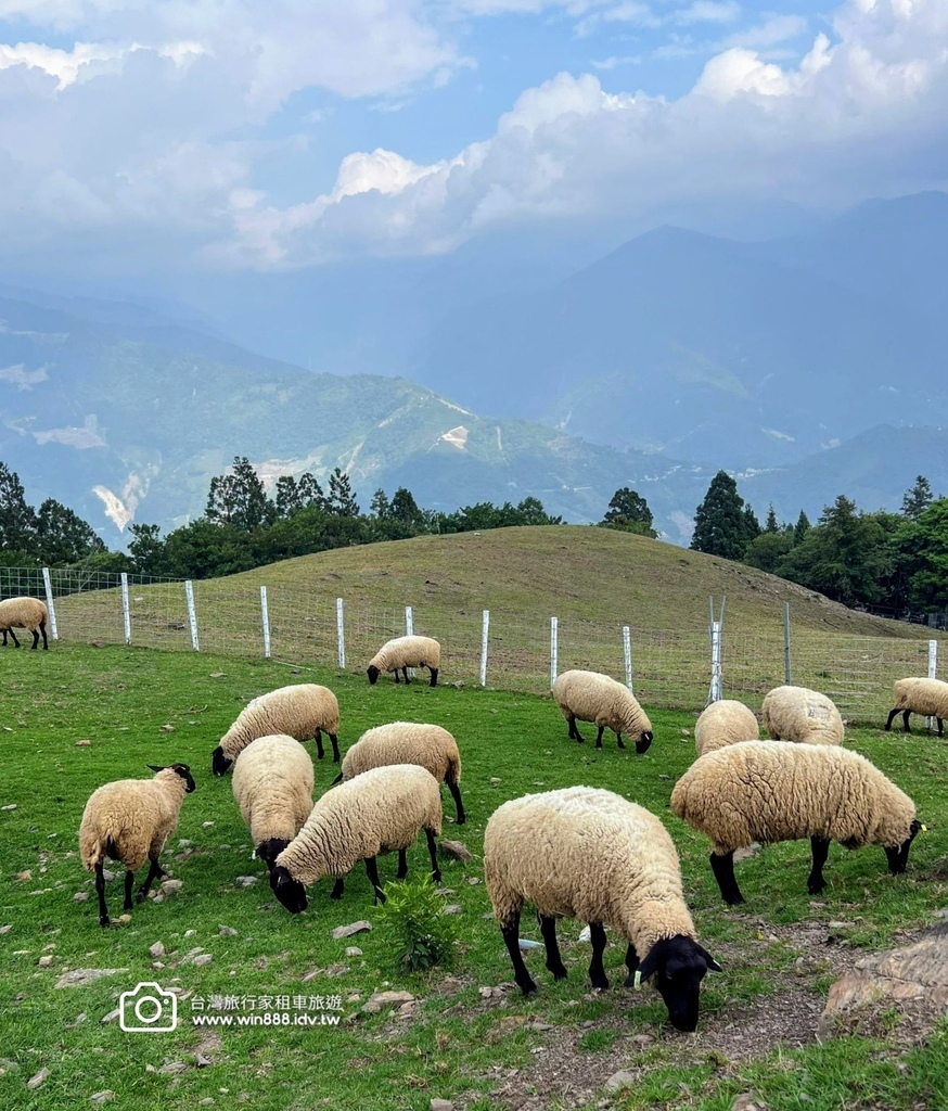 2024 0509 美味早餐，道地烤雞餐，吹著涼涼的風，看羊