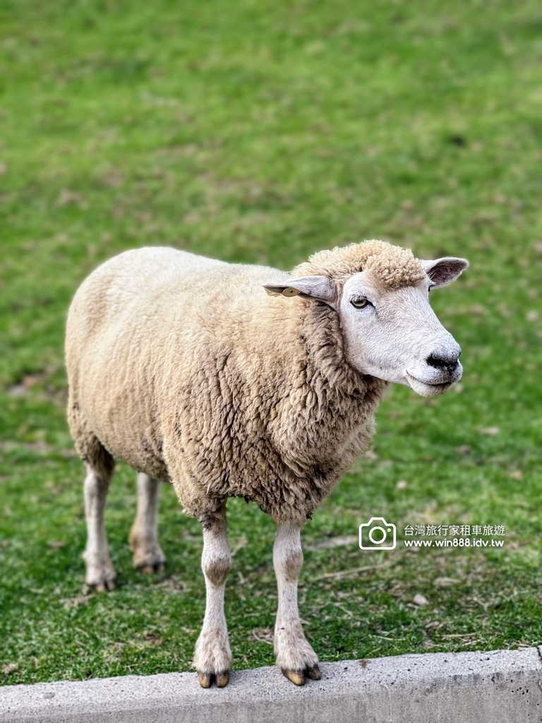 2024 0509 美味早餐，道地烤雞餐，吹著涼涼的風，看羊
