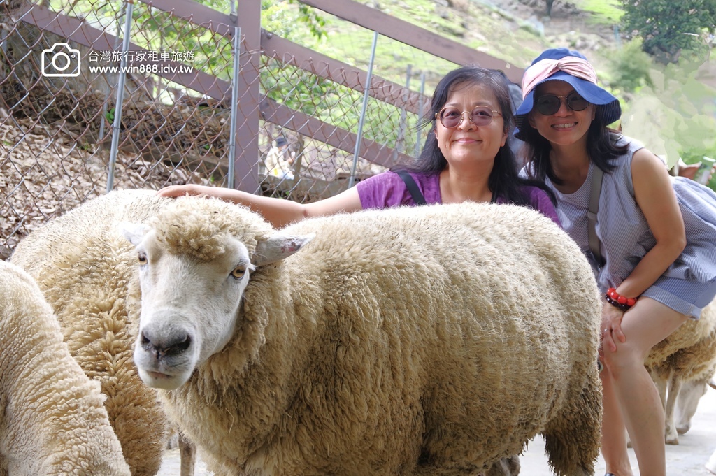 2024 0426 日月潭，紅茶咖啡莊園，九族文化村，清境農