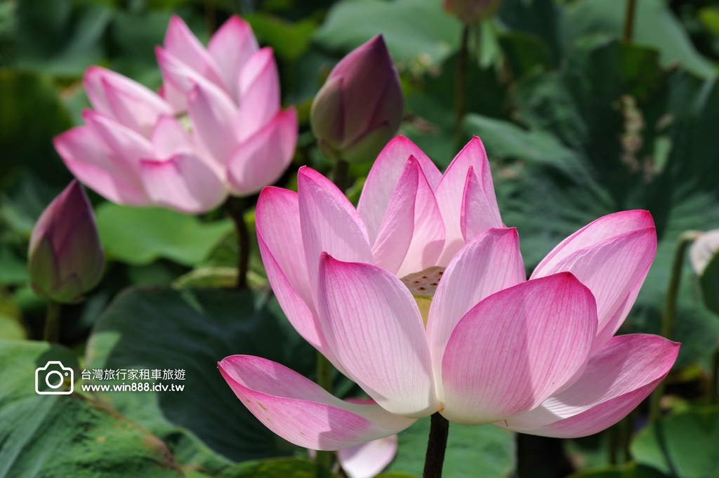 2024 0627 在每個女人心中都住著一位小女孩。🧏🙆🙋