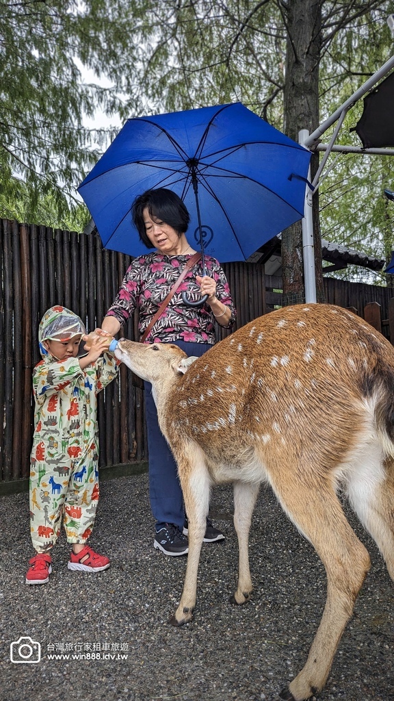2024 1022 宜蘭親子旅遊，小動物餵食，拔蔥做蔥餅。