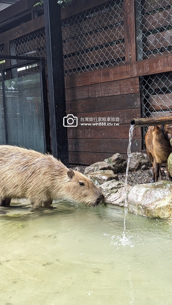 2024 1022 宜蘭親子旅遊，小動物餵食，拔蔥做蔥餅。