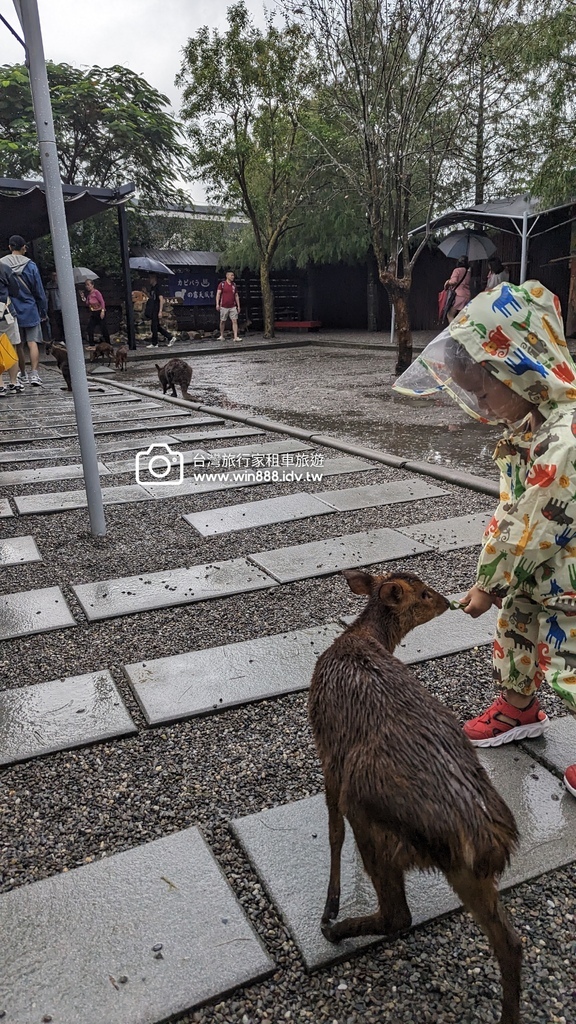 2024 1022 宜蘭親子旅遊，小動物餵食，拔蔥做蔥餅。