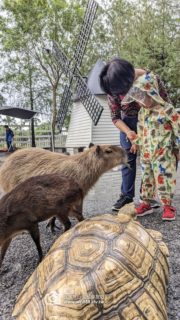 2024 1022 宜蘭親子旅遊，小動物餵食，拔蔥做蔥餅。