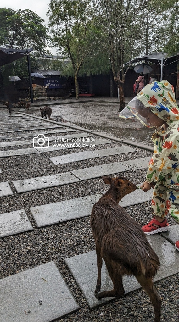 2024 1022 宜蘭親子旅遊，小動物餵食，拔蔥做蔥餅。