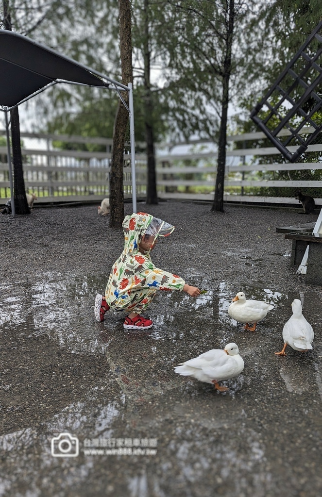 2024 1022 宜蘭親子旅遊，小動物餵食，拔蔥做蔥餅。