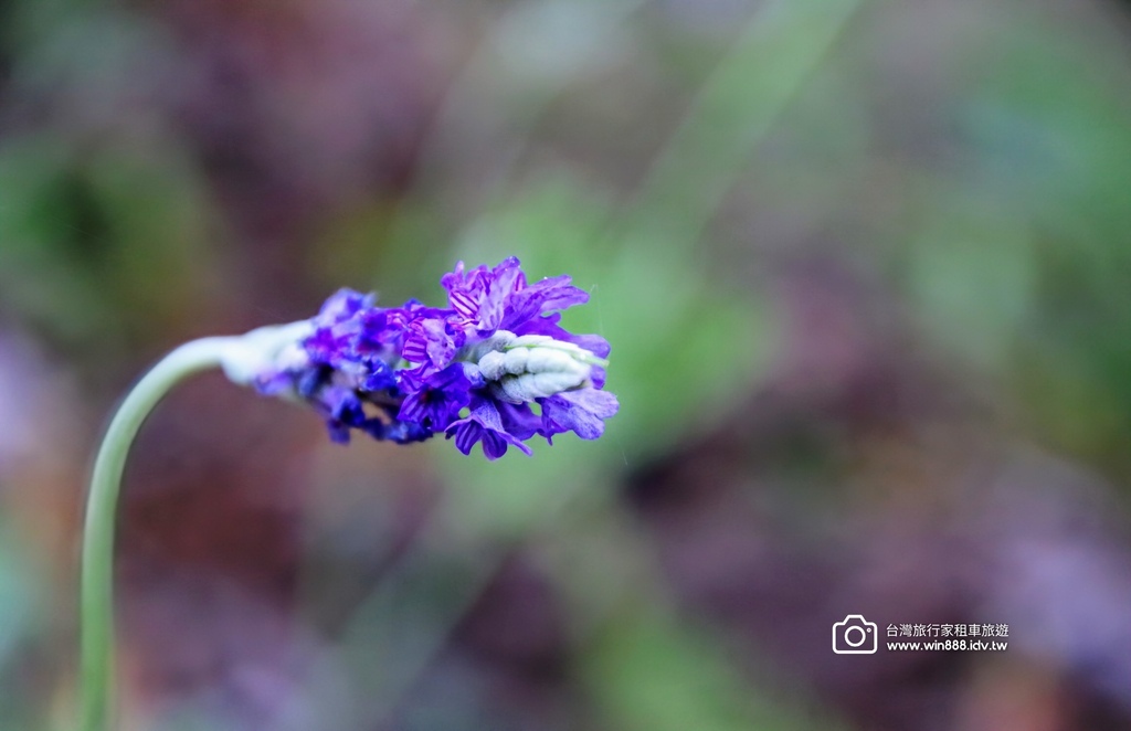 2024 1102 Johnna台中包車，薰衣草初綻放，外埔