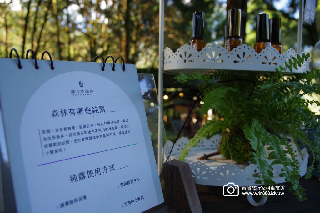 2024 1102 Johnna台中包車，薰衣草初綻放，外埔