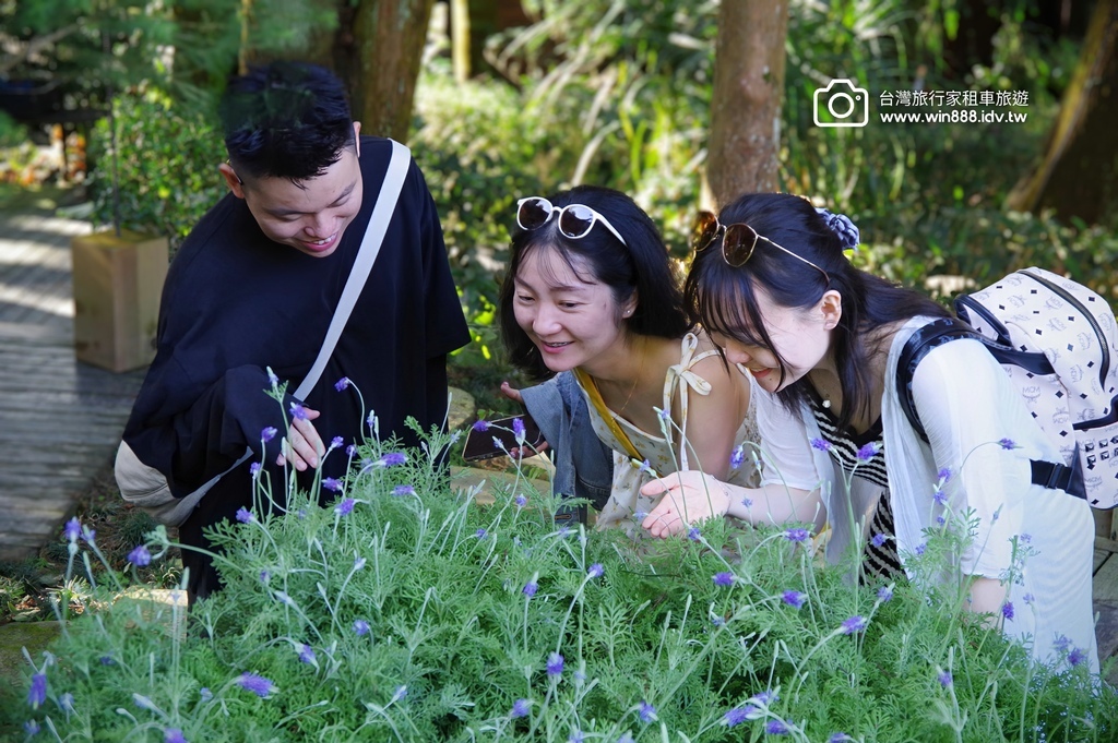 2024 1102 Johnna台中包車，薰衣草初綻放，外埔