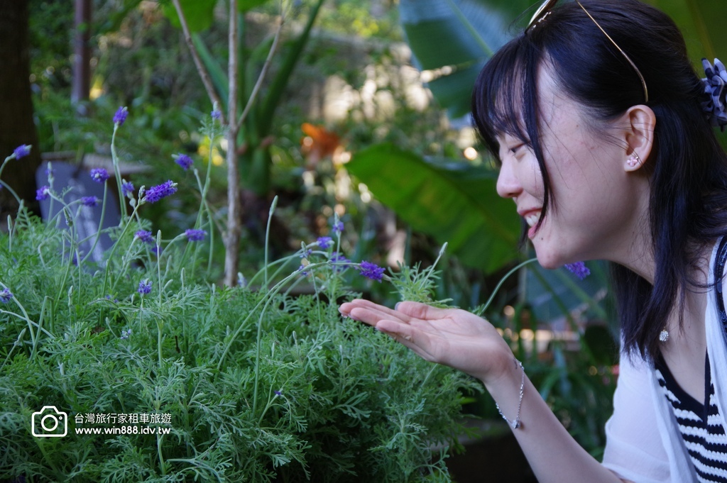 2024 1102 Johnna台中包車，薰衣草初綻放，外埔