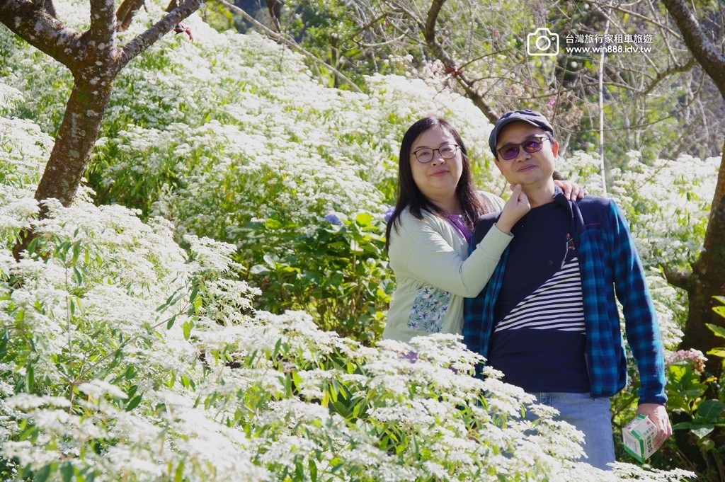 2024 1205 劉先生夫婦台中旅遊，黃金楓，白雪木，薰衣
