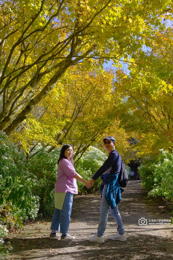 2024 1205 劉先生夫婦台中旅遊，黃金楓，白雪木，薰衣