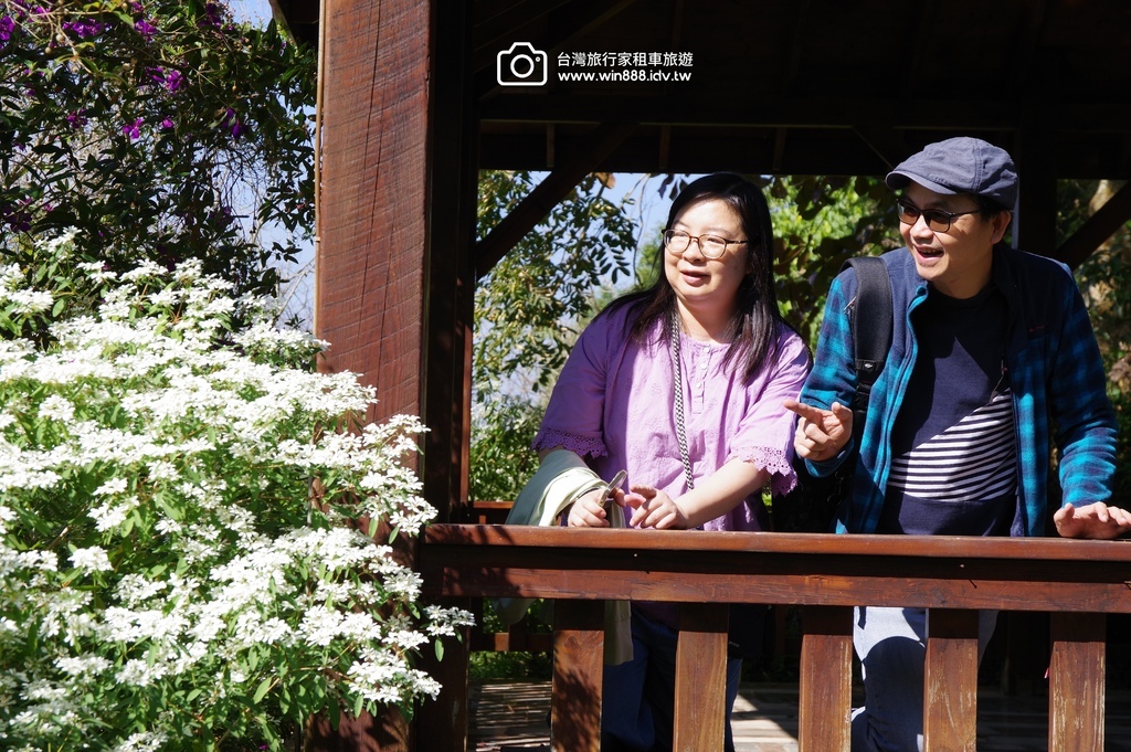 2024 1205 劉先生夫婦台中旅遊，黃金楓，白雪木，薰衣