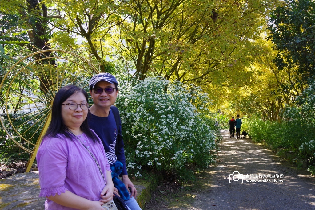 2024 1205 劉先生夫婦台中旅遊，黃金楓，白雪木，薰衣