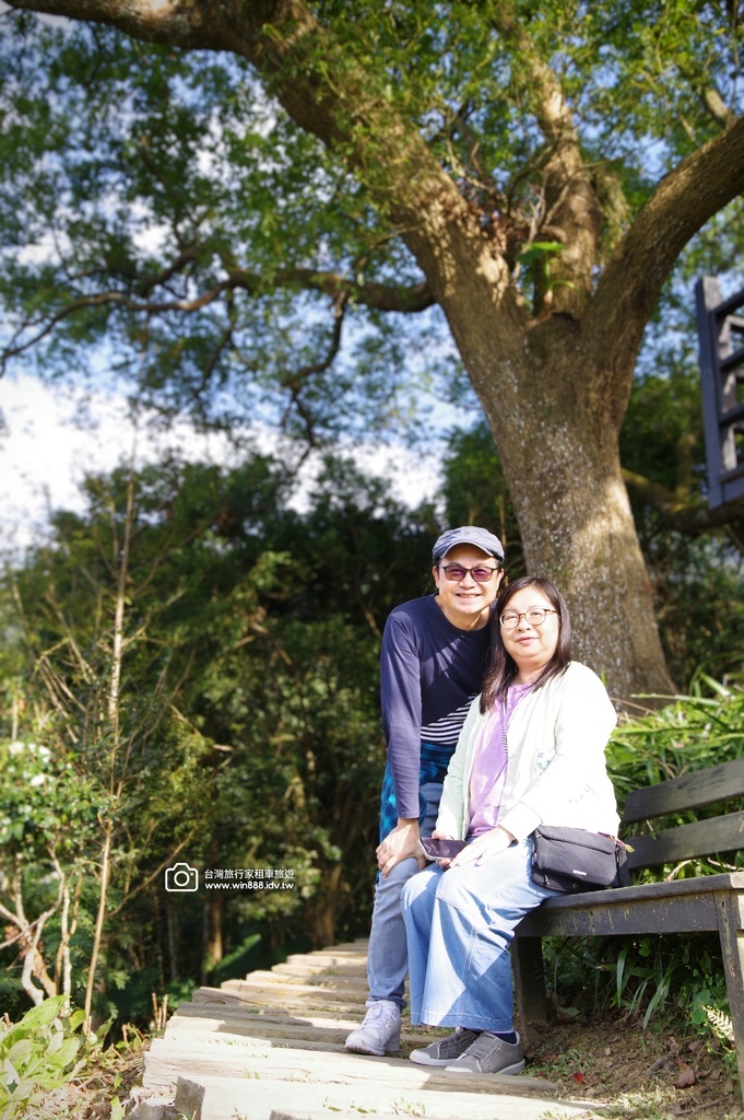 2024 1205 劉先生夫婦台中旅遊，黃金楓，白雪木，薰衣