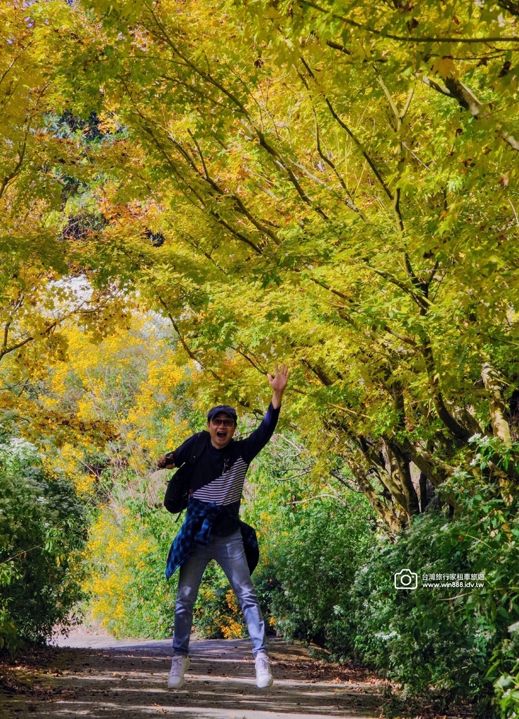 2024 1205 劉先生夫婦台中旅遊，黃金楓，白雪木，薰衣