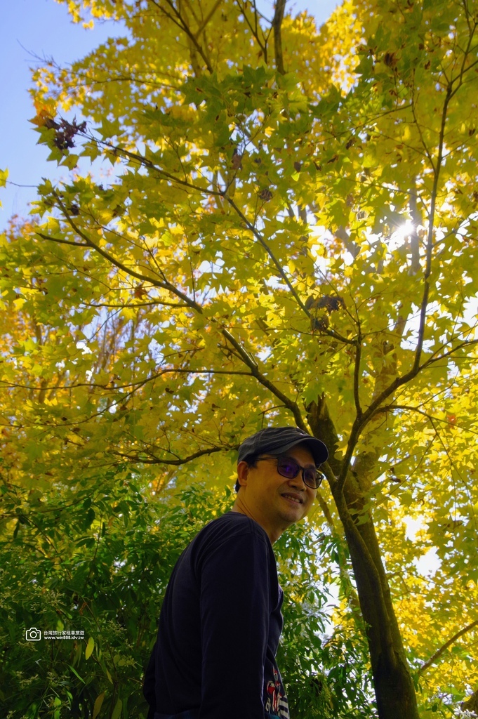 2024 1205 劉先生夫婦台中旅遊，黃金楓，白雪木，薰衣