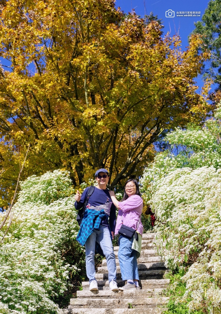 2024 1205 劉先生夫婦台中旅遊，黃金楓，白雪木，薰衣